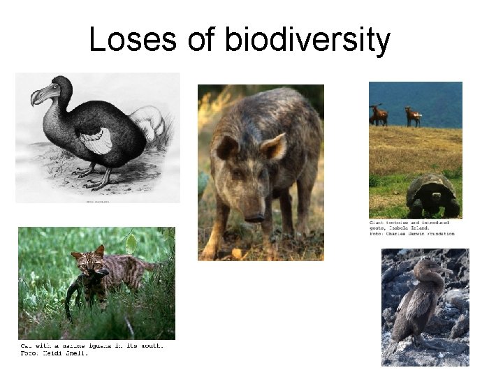 Loses of biodiversity 