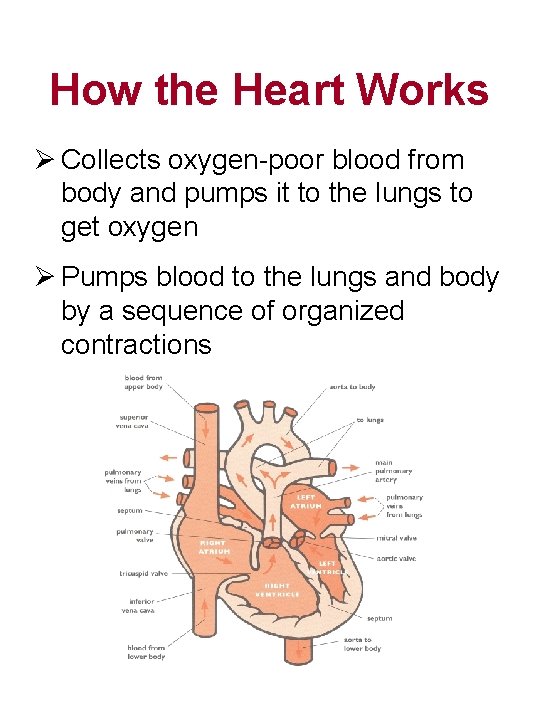 How the Heart Works Ø Collects oxygen-poor blood from body and pumps it to