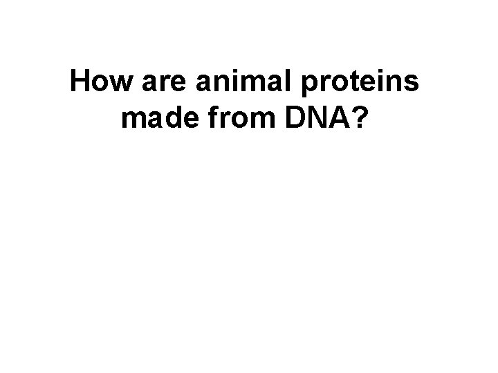 How are animal proteins made from DNA? 