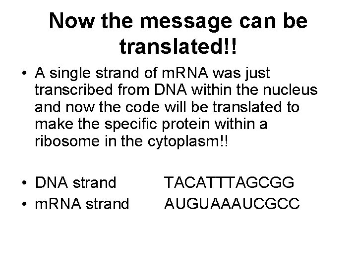 Now the message can be translated!! • A single strand of m. RNA was