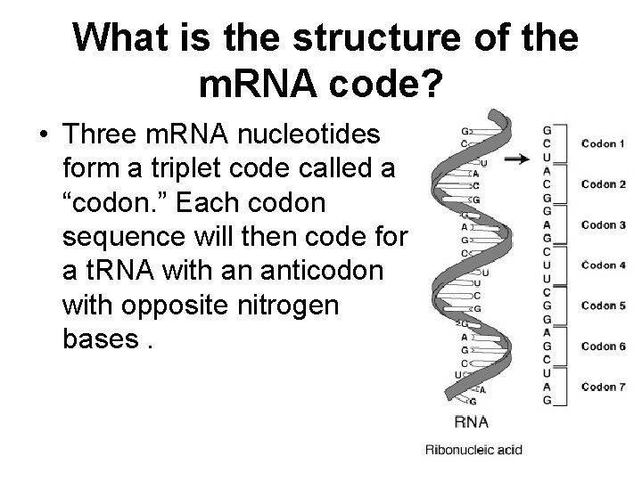 What is the structure of the m. RNA code? • Three m. RNA nucleotides