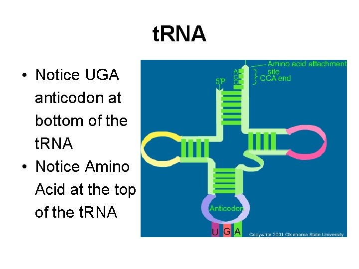 t. RNA • Notice UGA anticodon at bottom of the t. RNA • Notice