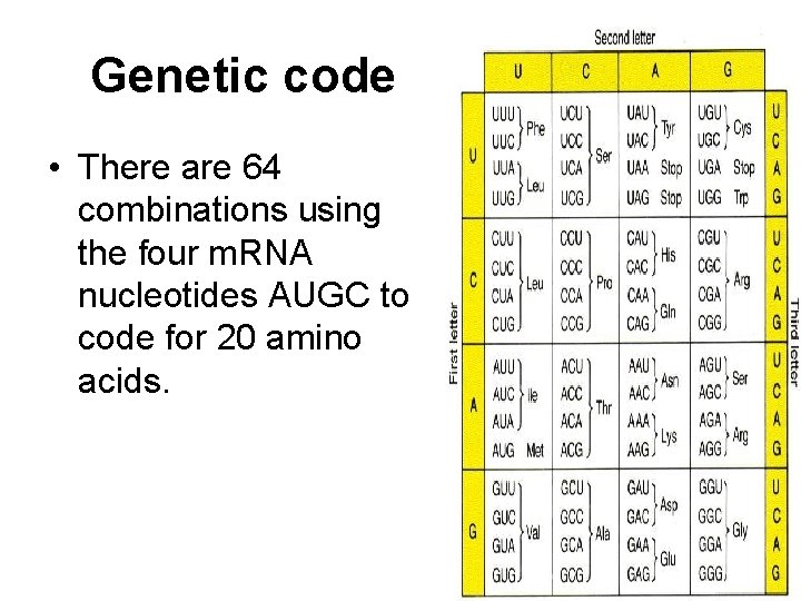 Genetic code • There are 64 combinations using the four m. RNA nucleotides AUGC