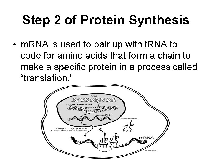 Step 2 of Protein Synthesis • m. RNA is used to pair up with