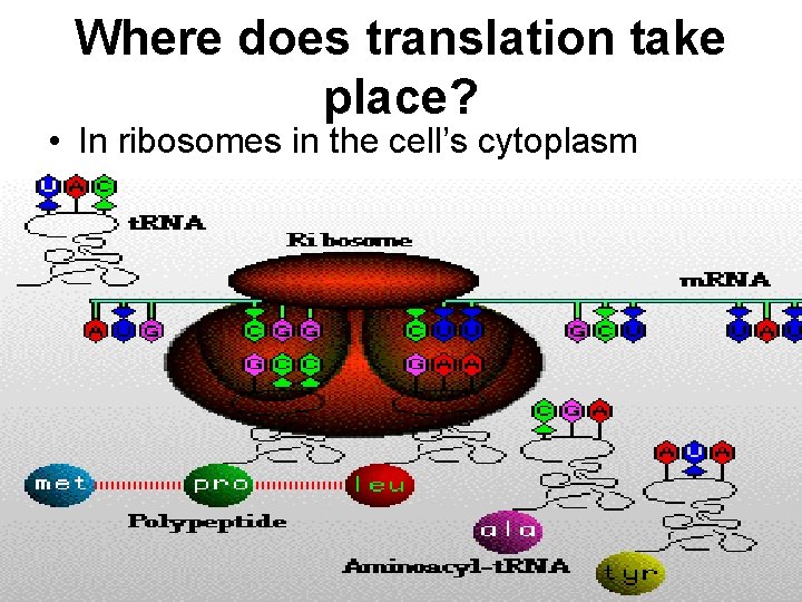 Where does translation take place? • In ribosomes in the cell’s cytoplasm 