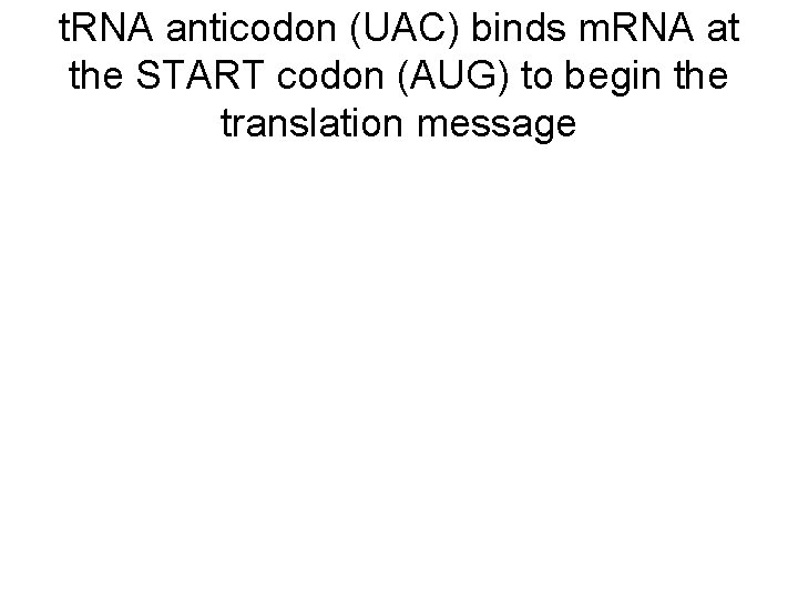 t. RNA anticodon (UAC) binds m. RNA at the START codon (AUG) to begin