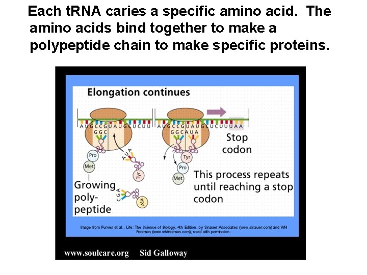 Each t. RNA caries a specific amino acid. The amino acids bind together to