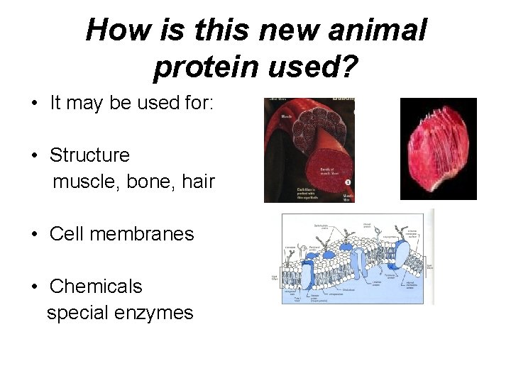 How is this new animal protein used? • It may be used for: •