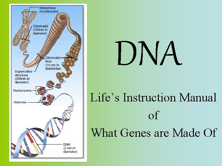 DNA Life’s Instruction Manual of What Genes are Made Of 