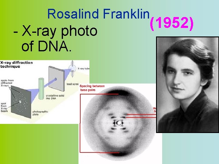 Rosalind Franklin - X-ray photo of DNA. (1952) 