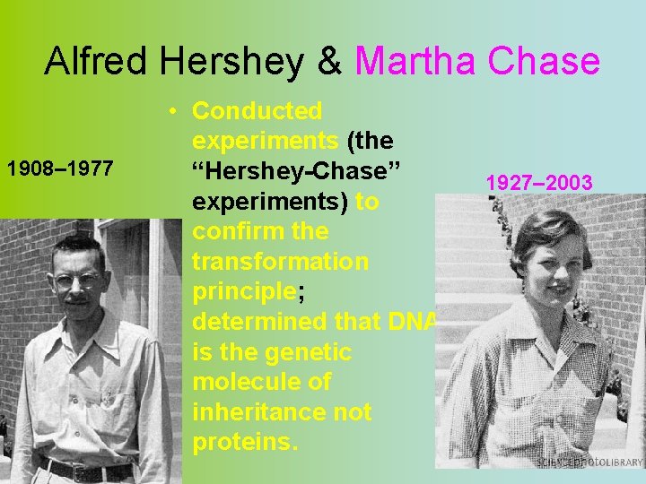 Alfred Hershey & Martha Chase 1908– 1977 • Conducted experiments (the “Hershey-Chase” experiments) to