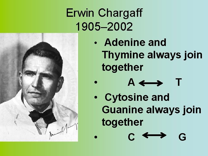 Erwin Chargaff 1905– 2002 • Adenine and Thymine always join together • A T