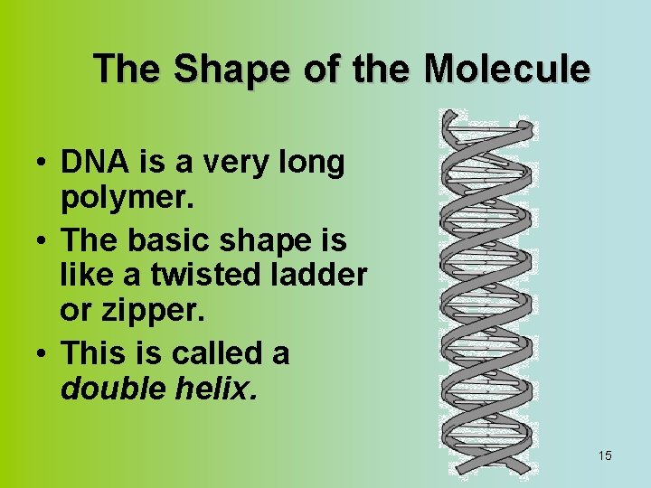 The Shape of the Molecule • DNA is a very long polymer. • The