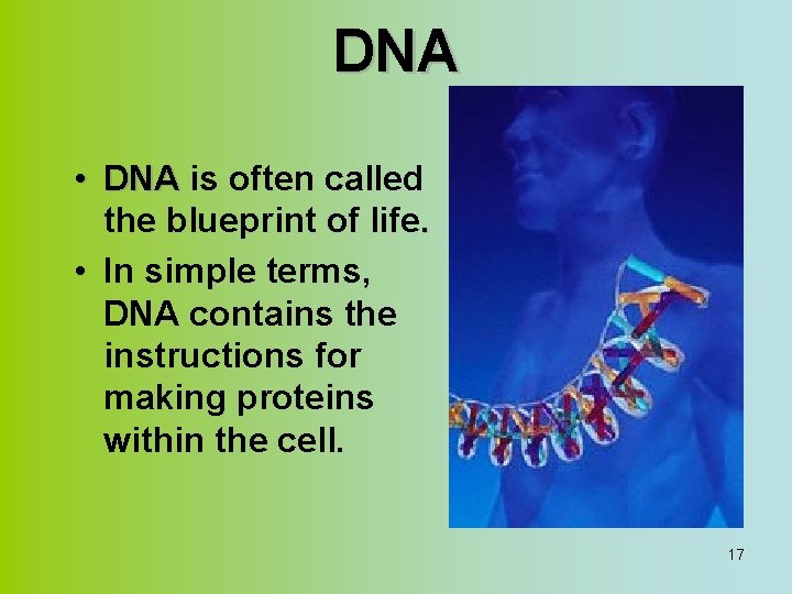 DNA • DNA is often called the blueprint of life. • In simple terms,