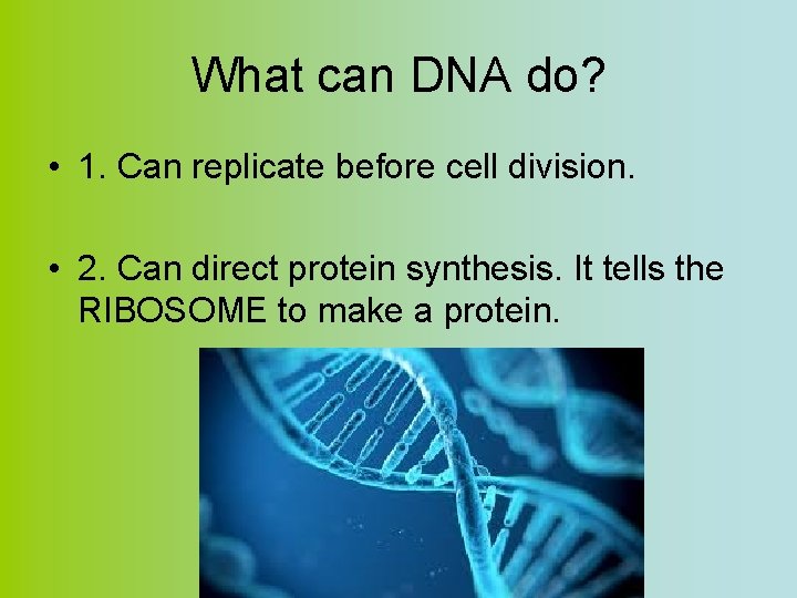 What can DNA do? • 1. Can replicate before cell division. • 2. Can