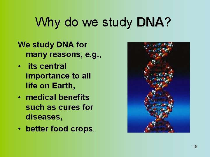 Why do we study DNA? DNA We study DNA for many reasons, e. g.