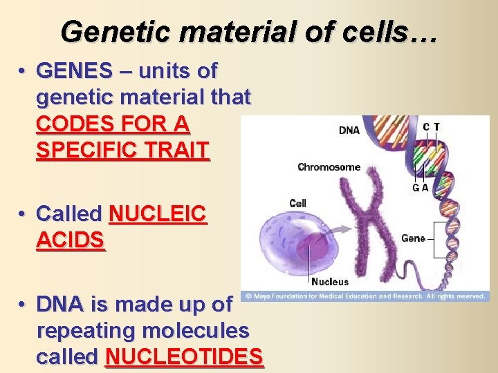 Genetic material of cells… • GENES – units of genetic material that CODES FOR