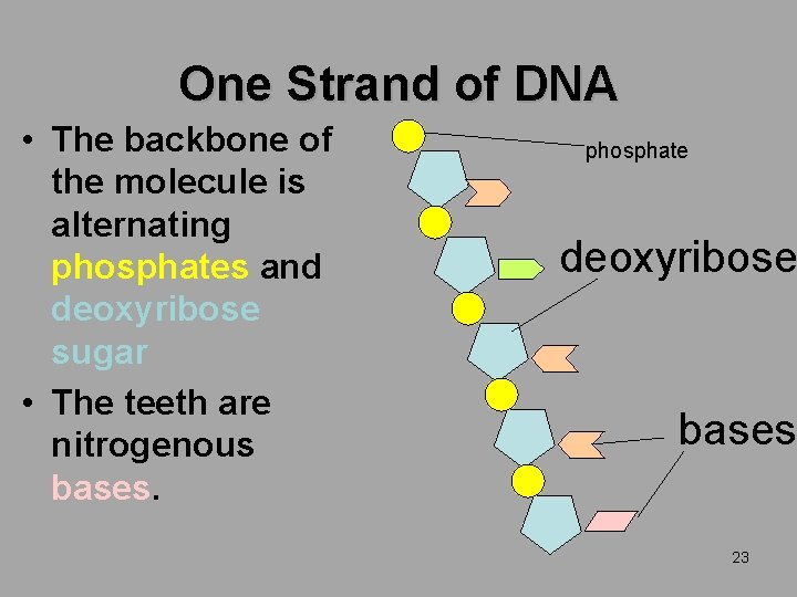 One Strand of DNA • The backbone of the molecule is alternating phosphates and