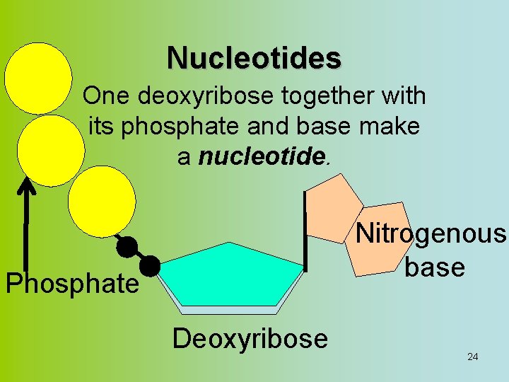 Nucleotides One deoxyribose together with its phosphate and base make a nucleotide. Nitrogenous base