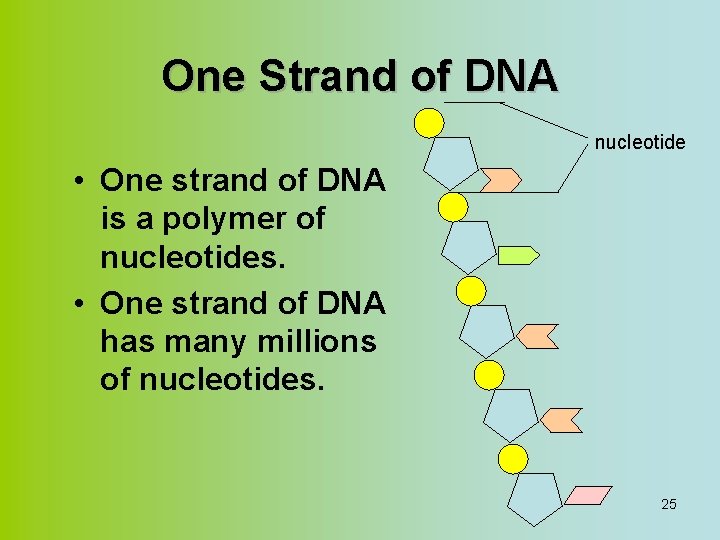 One Strand of DNA nucleotide • One strand of DNA is a polymer of