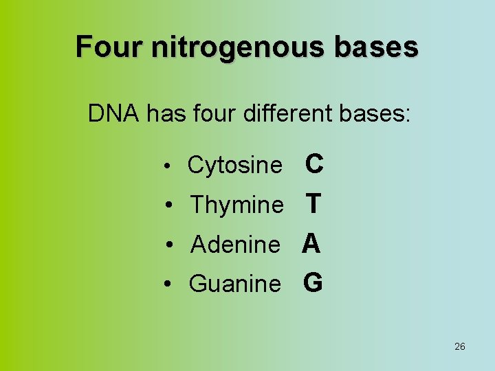 Four nitrogenous bases DNA has four different bases: C • Thymine T • Adenine