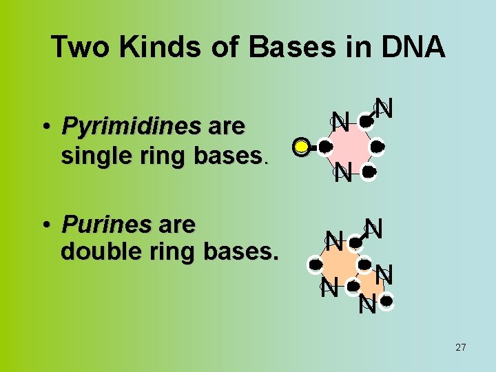 Two Kinds of Bases in DNA N NC • Pyrimidines are single ring bases.