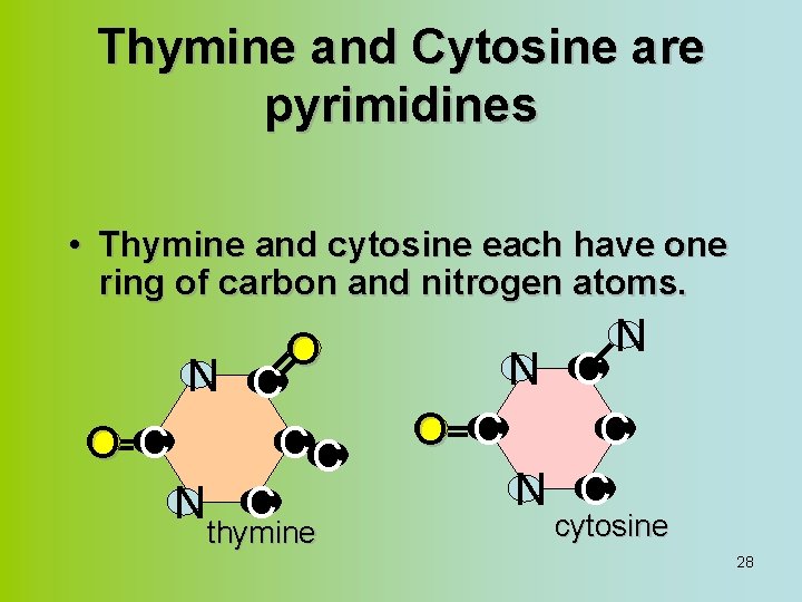 Thymine and Cytosine are pyrimidines • Thymine and cytosine each have one ring of