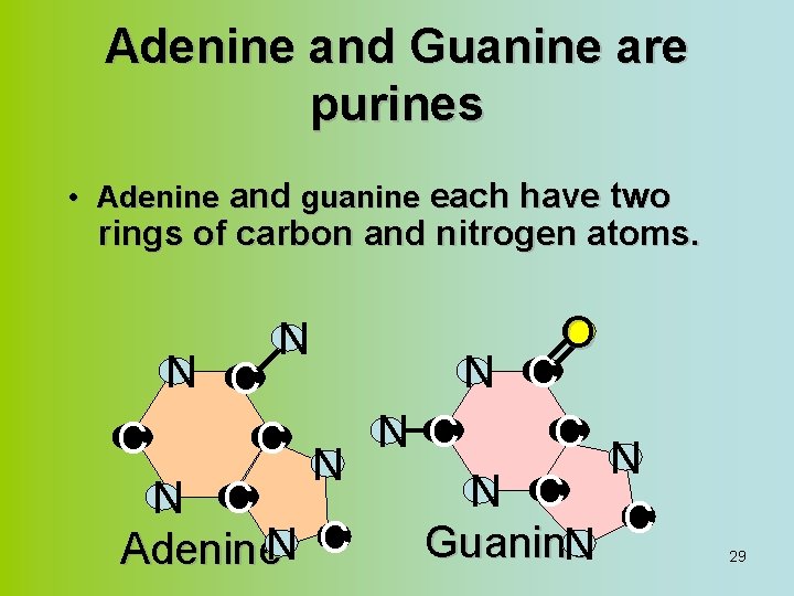 Adenine and Guanine are purines • Adenine and guanine each have two rings of