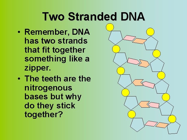 Two Stranded DNA • Remember, DNA has two strands that fit together something like