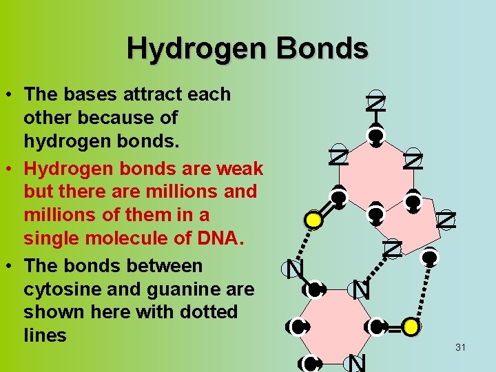 Hydrogen Bonds N C N N C C N C O • The bases