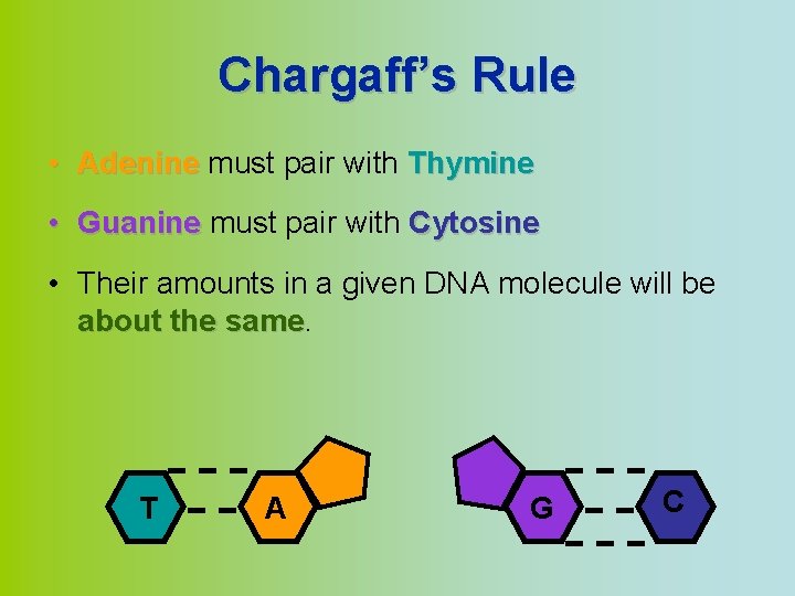 Chargaff’s Rule • Adenine must pair with Thymine • Guanine must pair with Cytosine