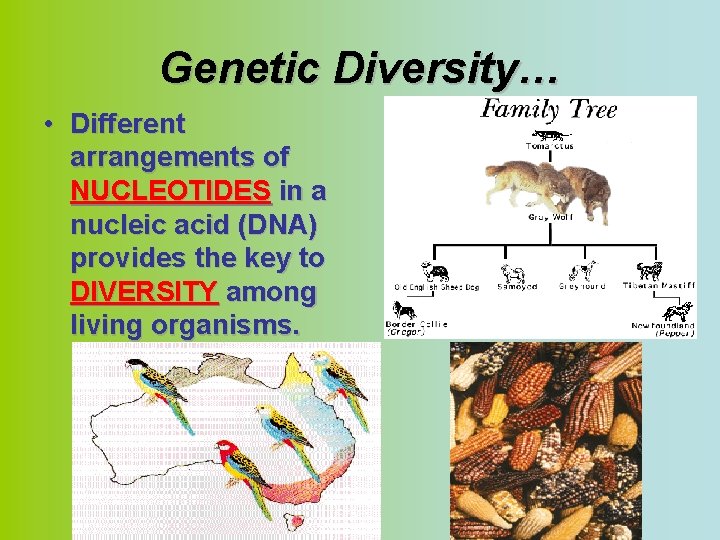 Genetic Diversity… • Different arrangements of NUCLEOTIDES in a nucleic acid (DNA) provides the