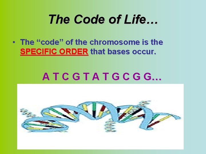 The Code of Life… • The “code” of the chromosome is the SPECIFIC ORDER