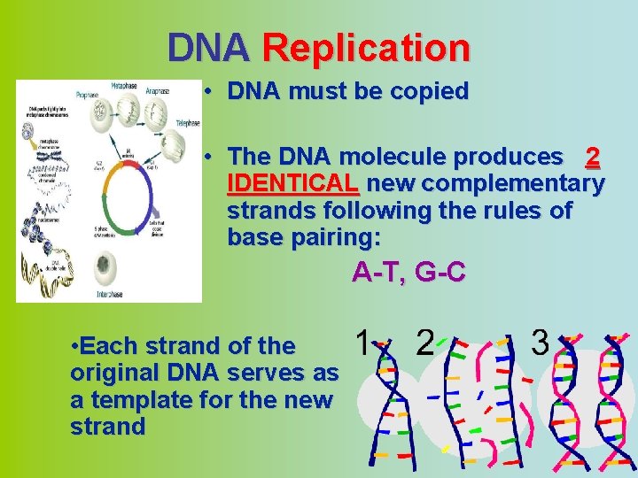 DNA Replication • DNA must be copied • The DNA molecule produces 2 IDENTICAL