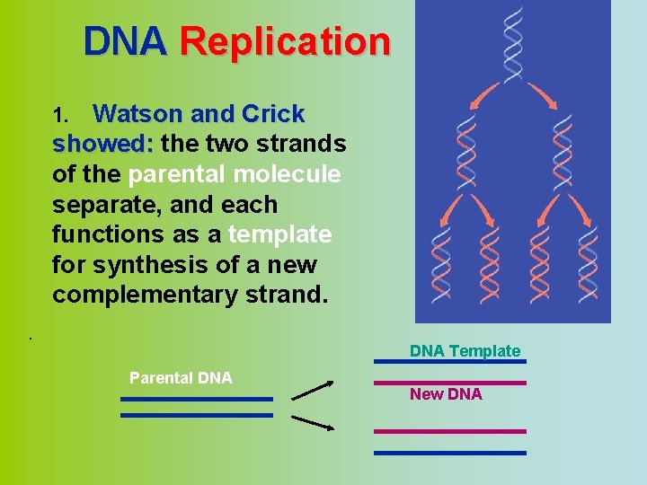 DNA Replication Watson and Crick showed: the two strands of the parental molecule separate,