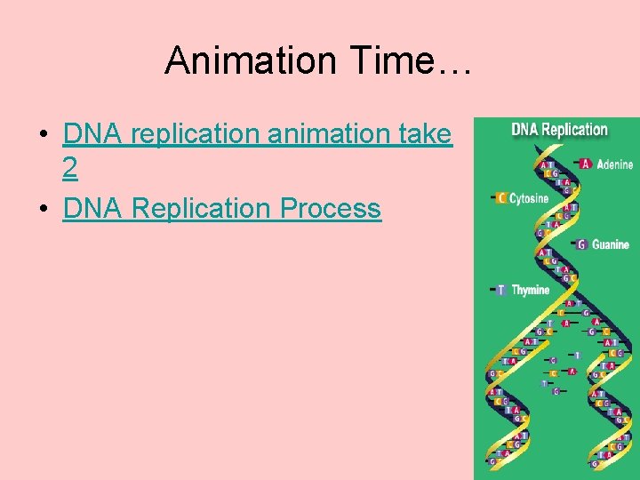 Animation Time… • DNA replication animation take 2 • DNA Replication Process 