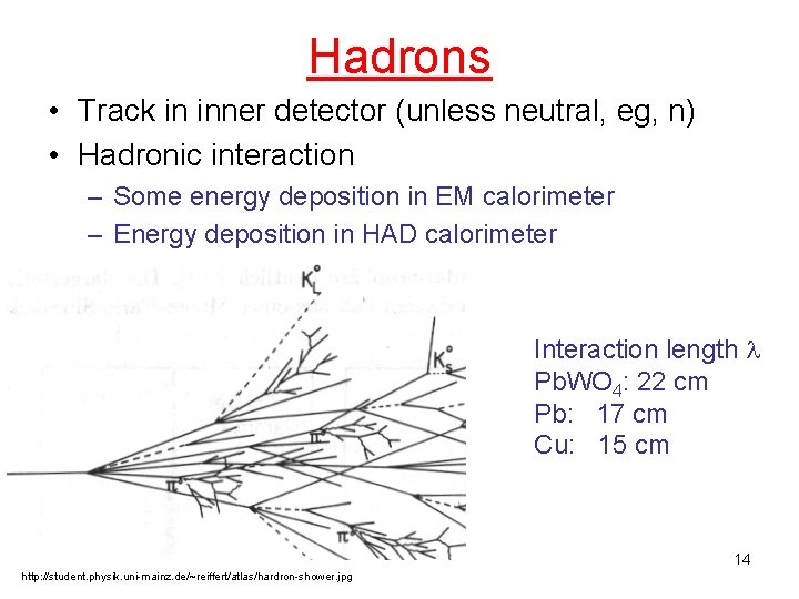 Hadrons • Track in inner detector (unless neutral, eg, n) • Hadronic interaction –