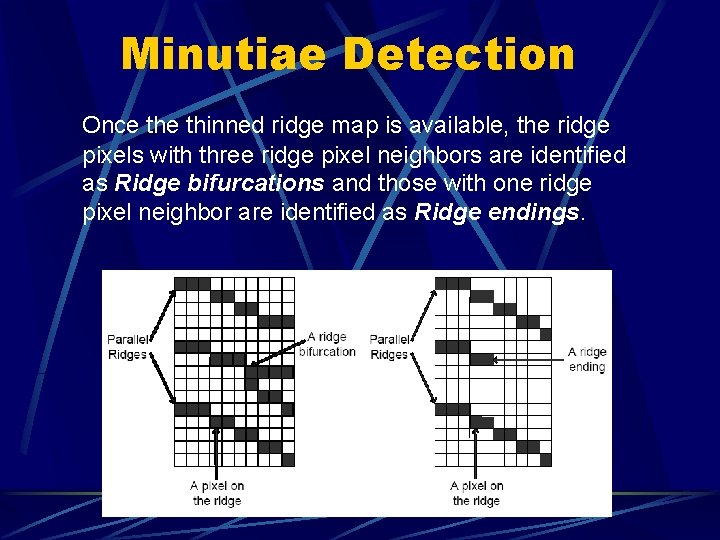Minutiae Detection Once thinned ridge map is available, the ridge pixels with three ridge Minutiae Detection Once thinned ridge map is available, the ridge pixels with three ridge