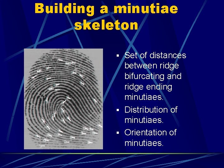 Building a minutiae skeleton § Set of distances between ridge bifurcating and ridge ending Building a minutiae skeleton § Set of distances between ridge bifurcating and ridge ending