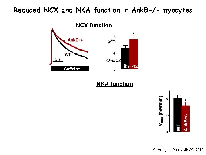 Reduced NCX and NKA function in Ank. B+/- myocytes NCX function Caffeine NKA function