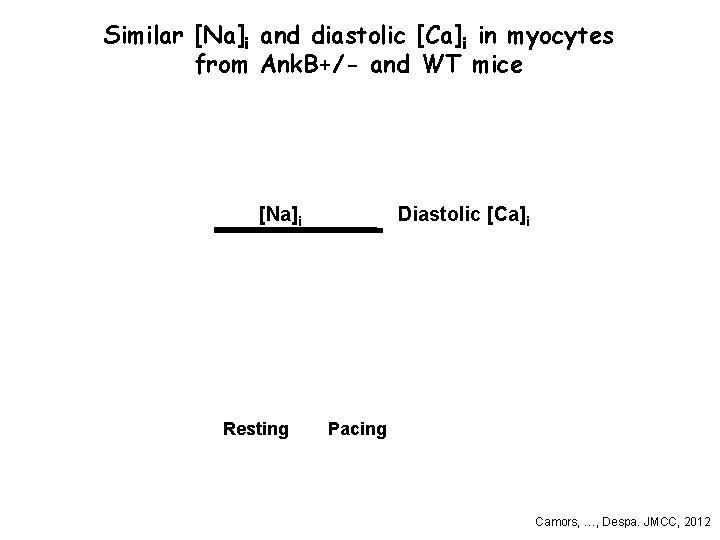 Similar [Na]i and diastolic [Ca]i in myocytes from Ank. B+/- and WT mice [Na]i