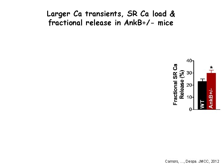 Larger Ca transients, SR Ca load & fractional release in Ank. B+/- mice Camors,