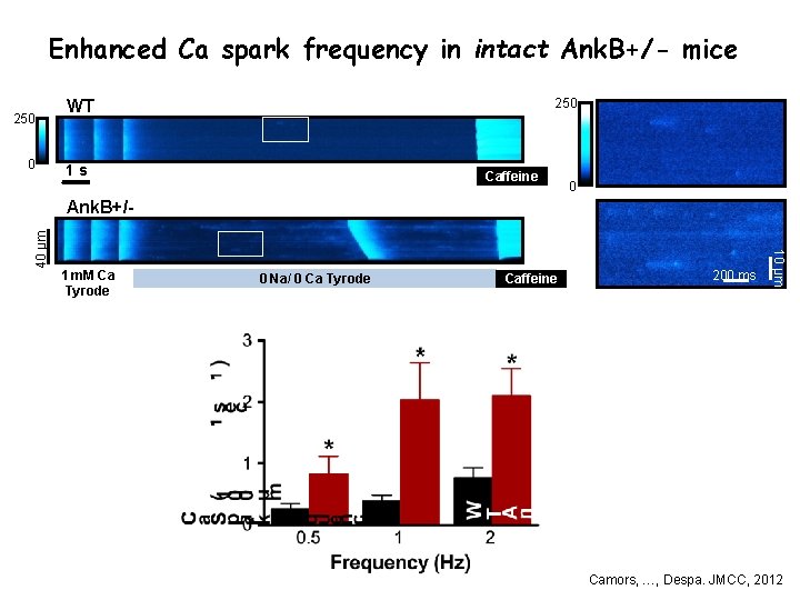 Enhanced Ca spark frequency in intact Ank. B+/- mice 250 0 250 WT 1 Enhanced Ca spark frequency in intact Ank. B+/- mice 250 0 250 WT 1