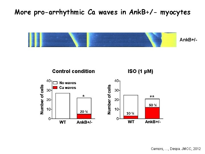 More pro-arrhythmic Ca waves in Ank. B+/- myocytes Ank. B+/- Control condition ISO (1