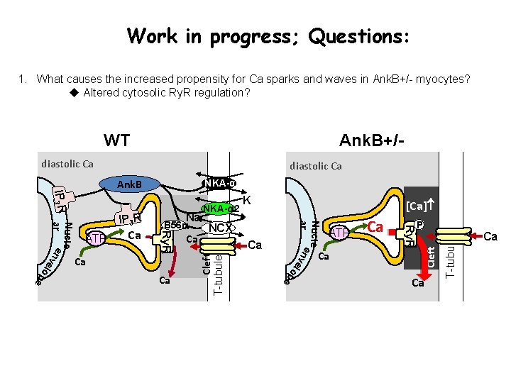 Work in progress; Questions: 1. What causes the increased propensity for Ca sparks and