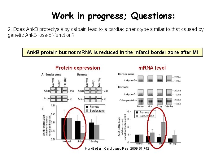 Work in progress; Questions: 2. Does Ank. B proteolysis by calpain lead to a Work in progress; Questions: 2. Does Ank. B proteolysis by calpain lead to a