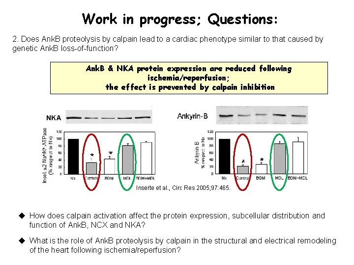 Work in progress; Questions: 2. Does Ank. B proteolysis by calpain lead to a