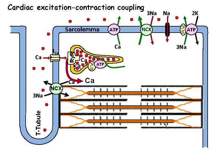 Cardiac excitation-contraction coupling Ca SR NCX T-Tubule 3 Na Ca Ca PLB Ry. R Cardiac excitation-contraction coupling Ca SR NCX T-Tubule 3 Na Ca Ca PLB Ry. R