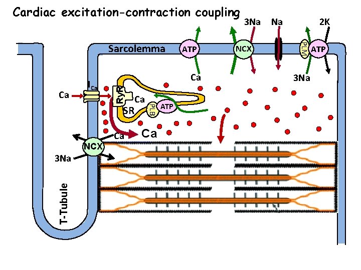 Cardiac excitation-contraction coupling Ca SR NCX T-Tubule 3 Na Ca Ca PLB Ry. R