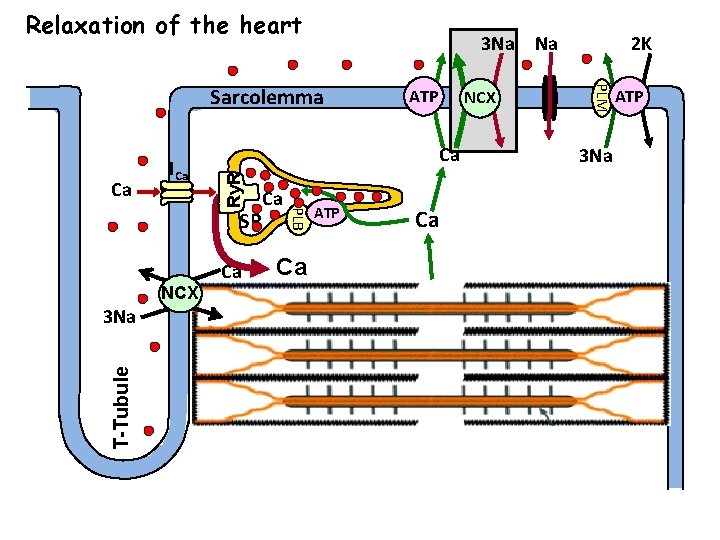 Relaxation of the heart 3 Na T-Tubule 3 Na Ca Ca PLB SR NCX